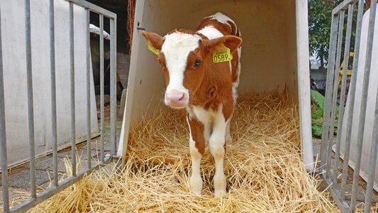 Cattle little calf young
