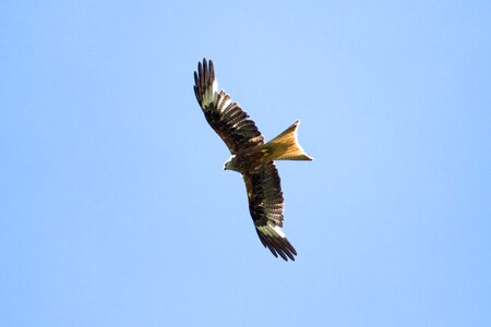 Bird of prey red milan bird