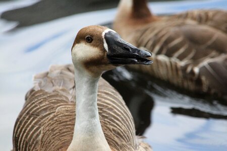 Anser cygnoides waterfowl nature photo
