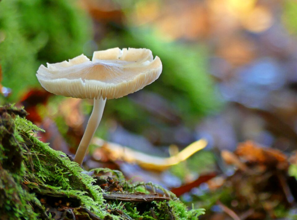 Moss autumn nature photo