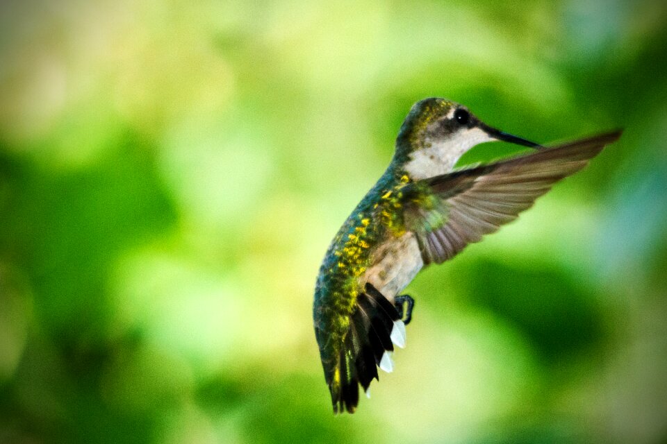 Bird nature female
