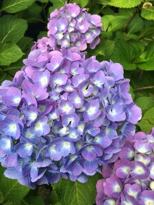 Nature flower purple flower