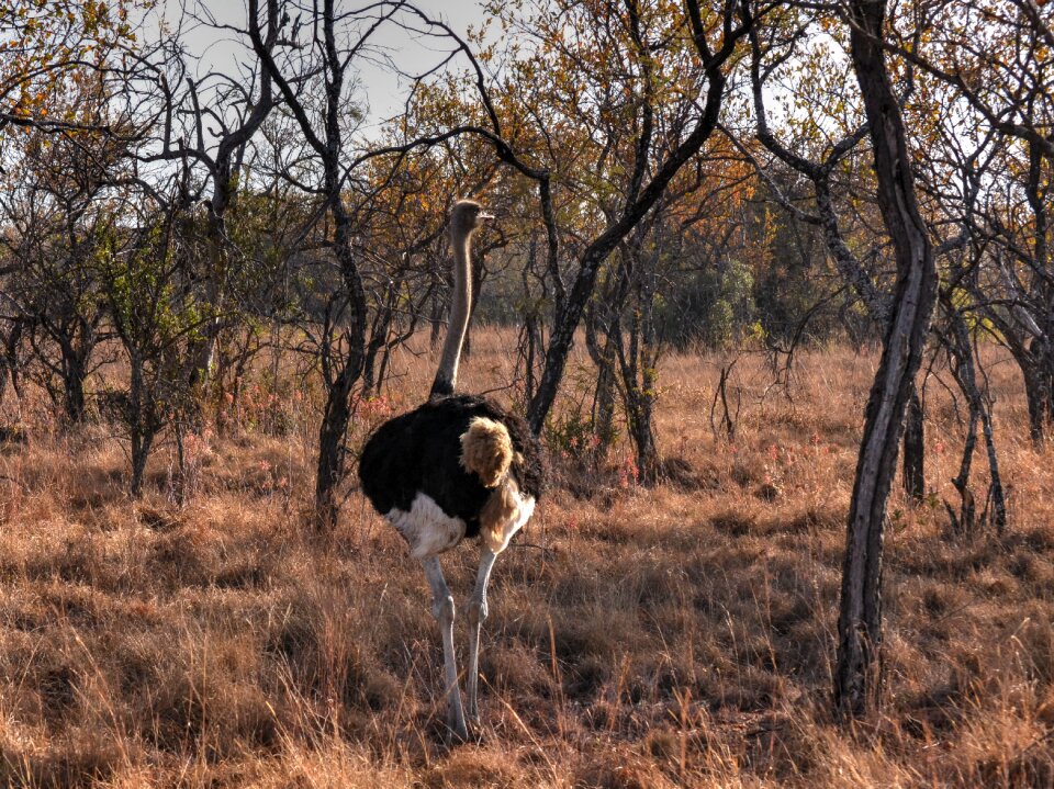 Game farm africa sun