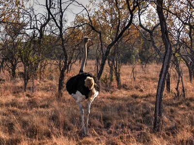 Game farm africa sun