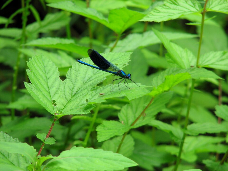 Macro wings blue