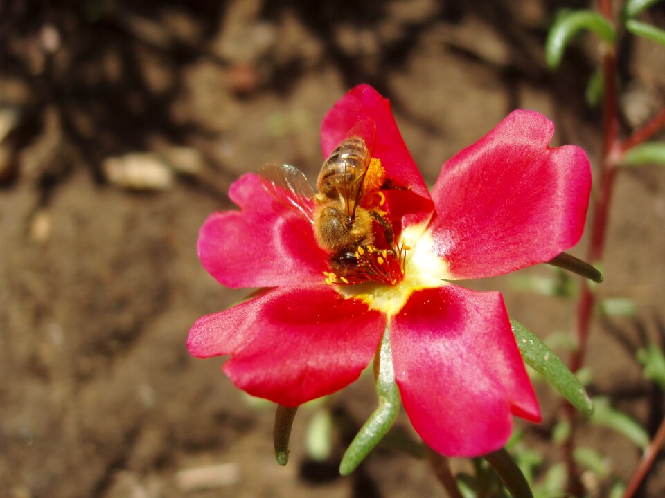 Pollen portoulaka collector