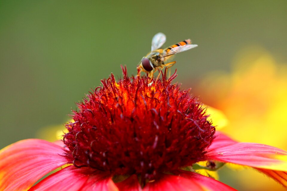 Composites insect red flower