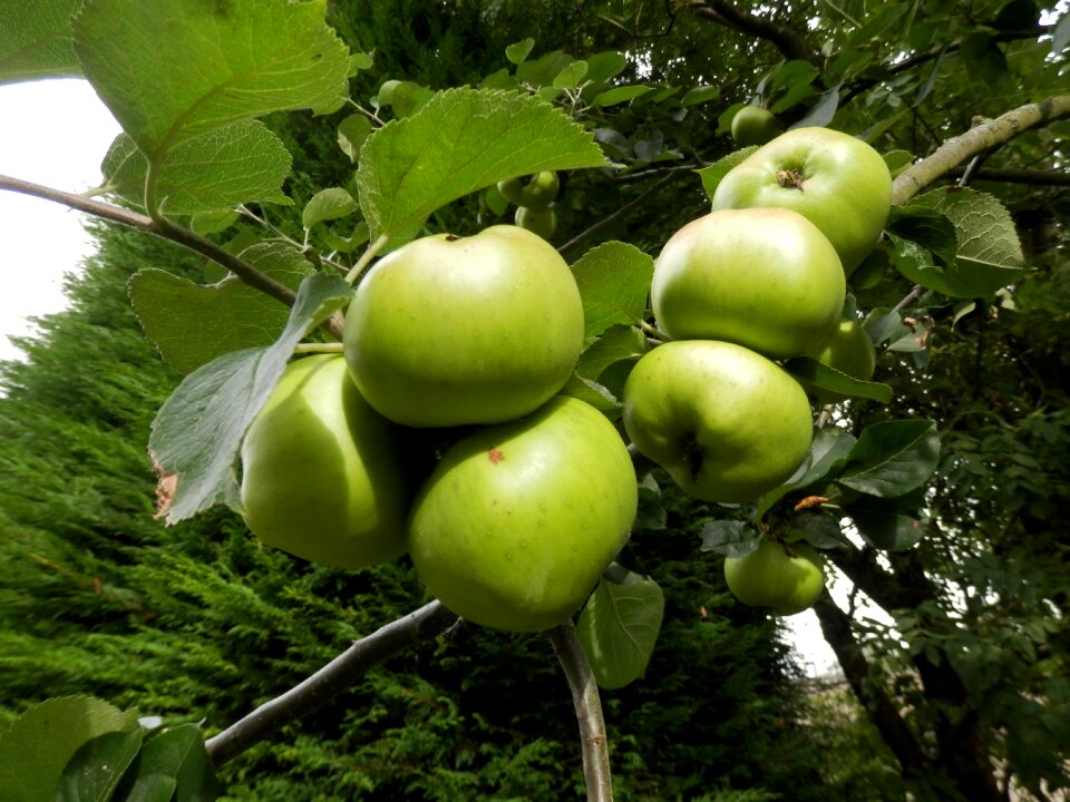 Nature green fruit