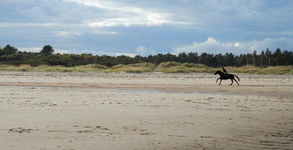 Riding tentsmuir beach horseback photo