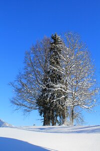 Landscape tree snow photo
