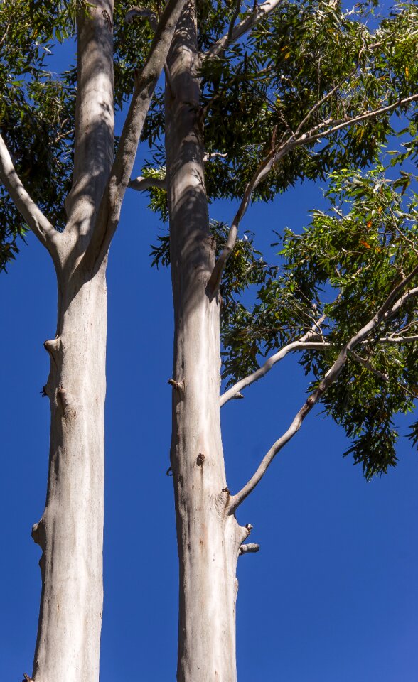Australia queensland gum trees
