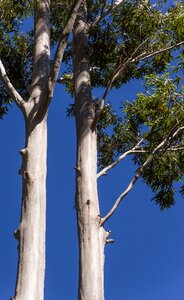 Australia queensland gum trees photo