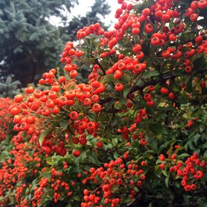 Berry red autumn colours nature photo