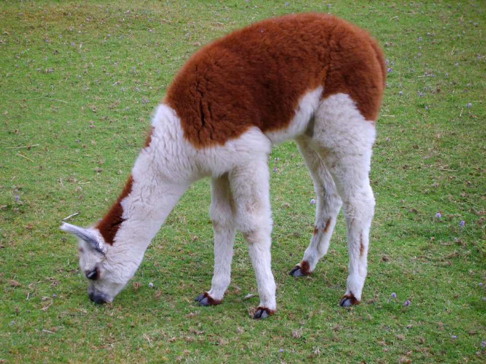 Alpaca animal lama