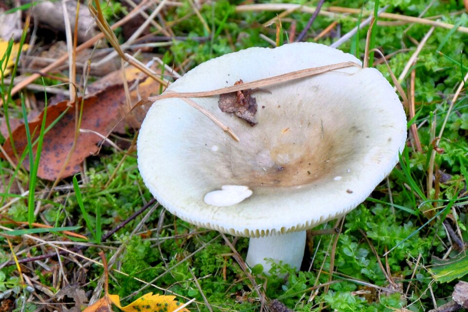 Autumn nature moist