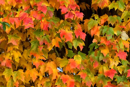 Season nature fall colors photo