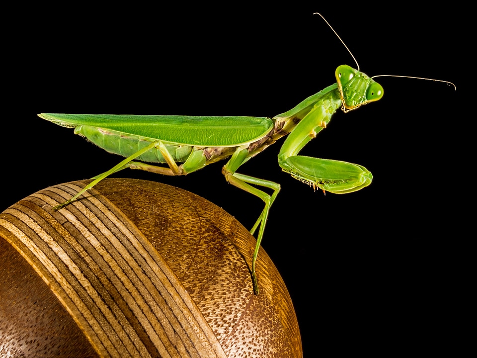 Fishing locust green close up