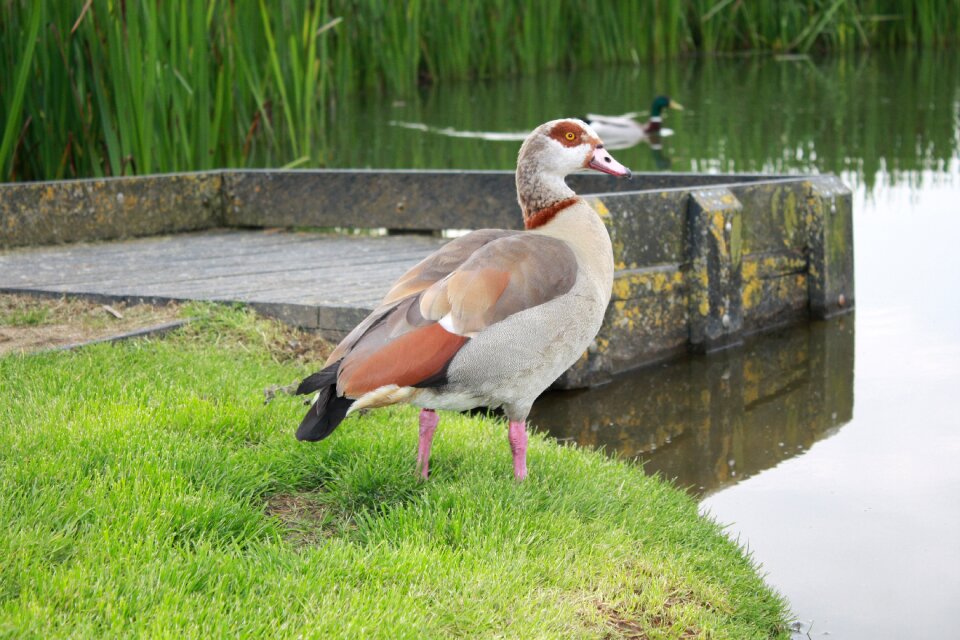 Fauna outdoor geese