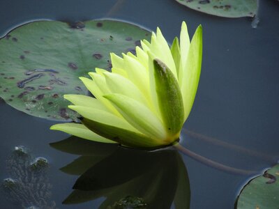 Flowers pond water lily photo