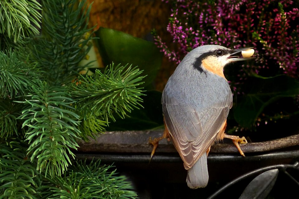Sitta europaea foraging garden