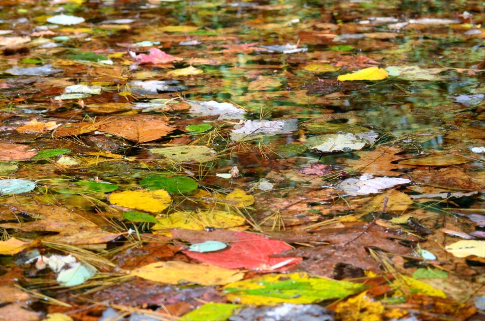 Nature autumn color