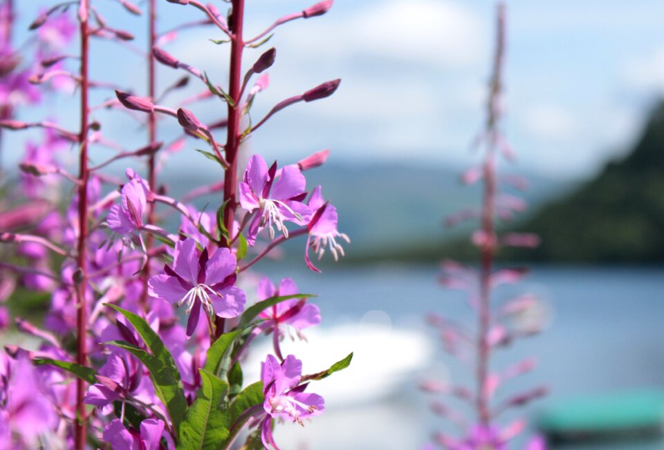 Flower scotland pink