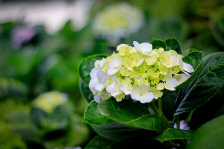 Bright white nature photo