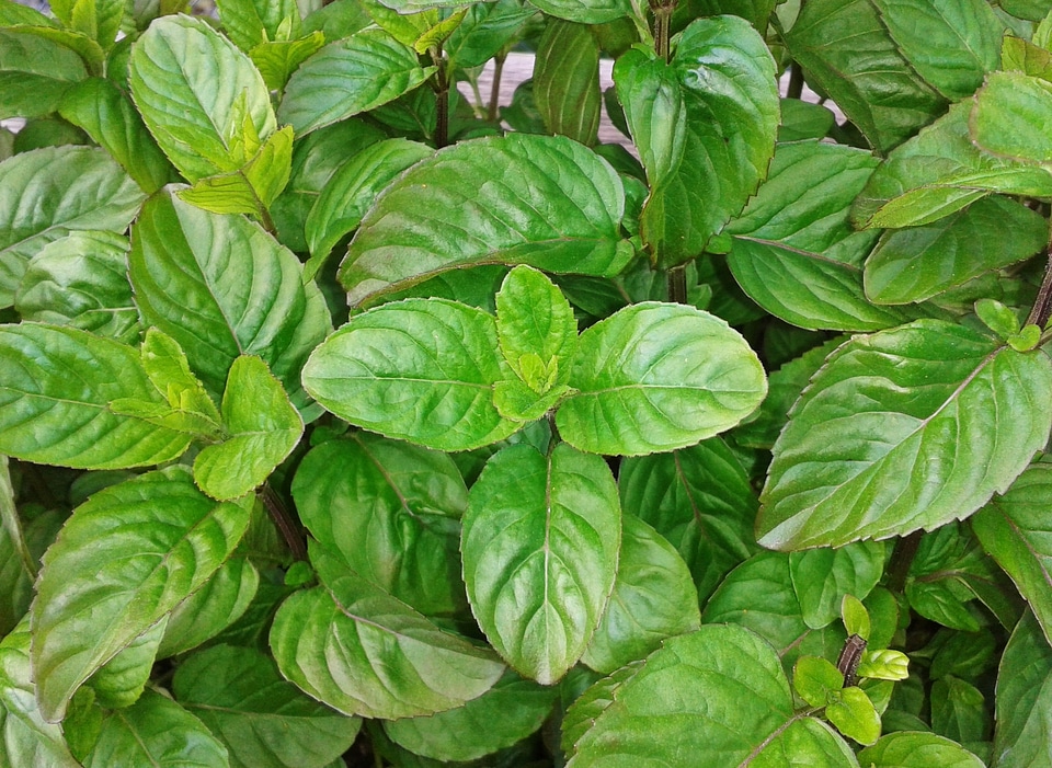 Plant food spice