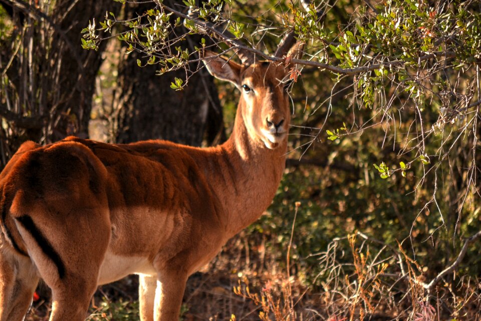 Safari game farm