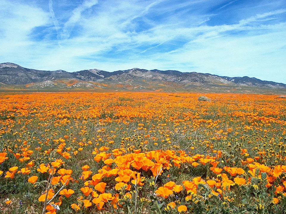 Meadow wild flower bloom photo