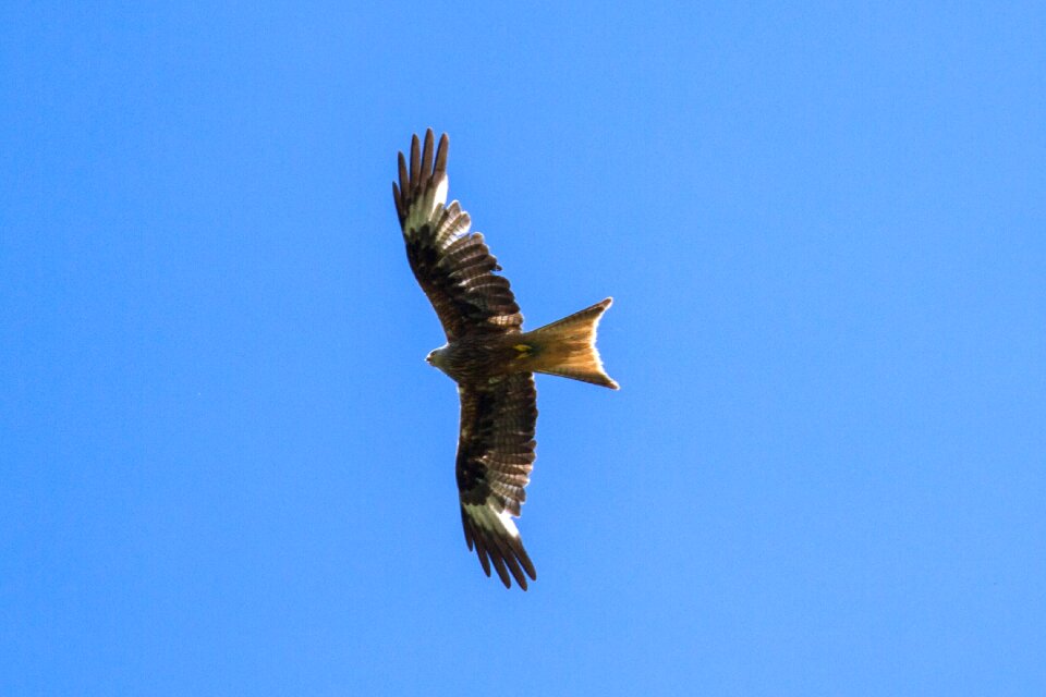 Bird of prey red milan bird