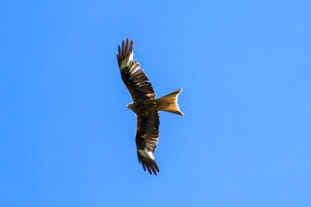 Bird of prey red milan bird