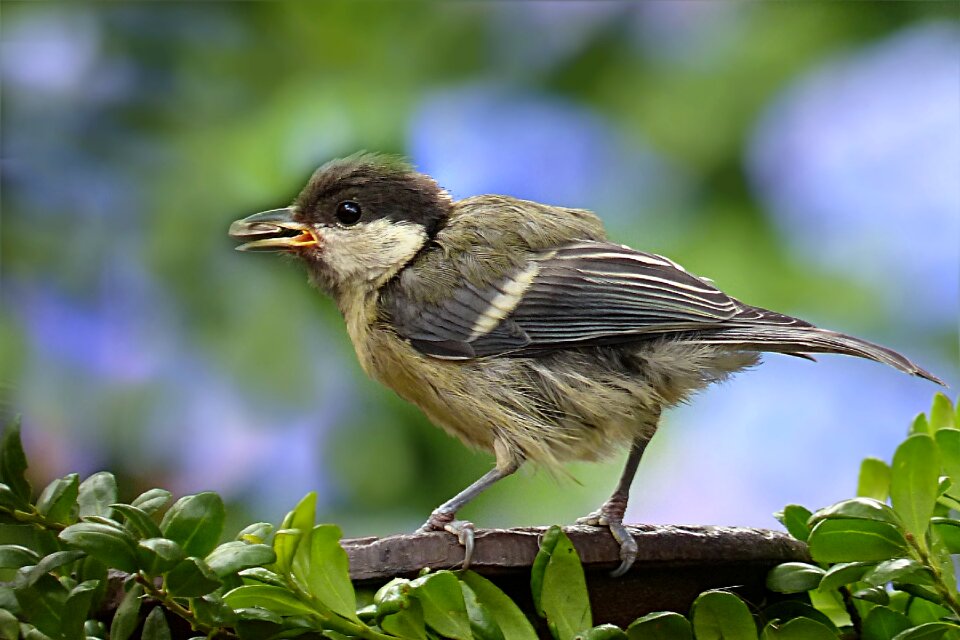 Parus major feeding garden