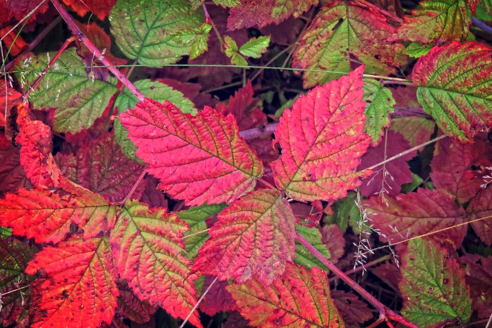 Leaves fall foliage emerge