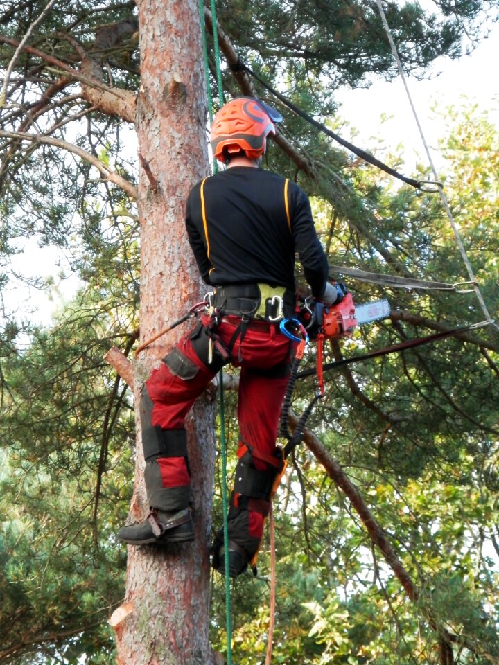 Worker tree chainsaw