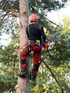 Worker tree chainsaw