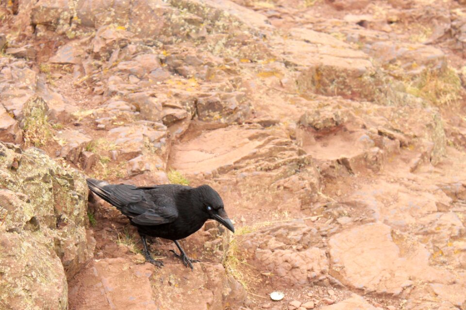Cliff mountain white eye