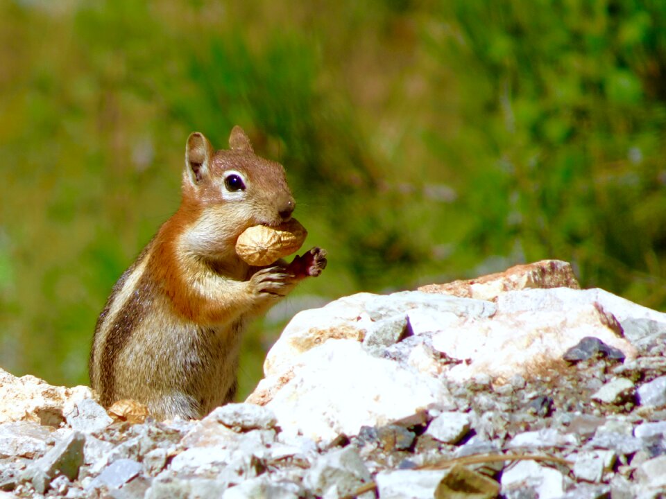Rodent cute