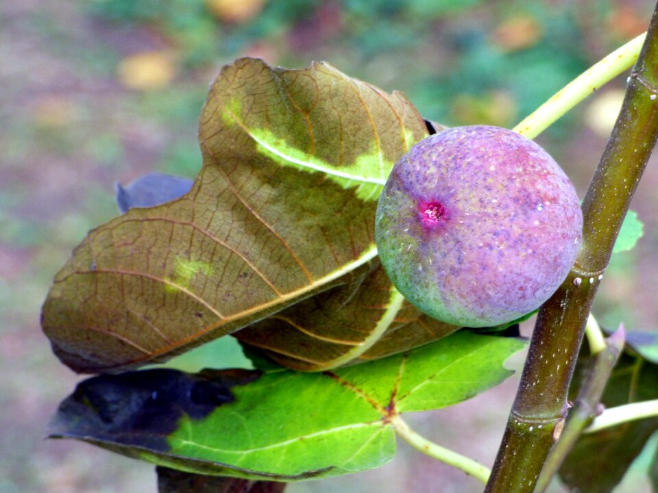 Nature fig leaves sweet