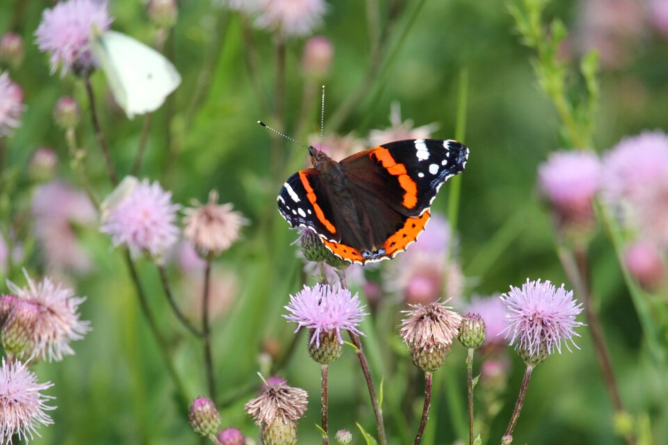 Thistle flowers insect butterfly