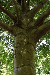 Leaf nature old tree