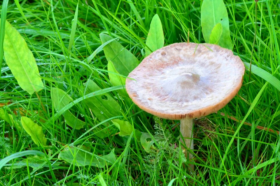 Autumn nature moist