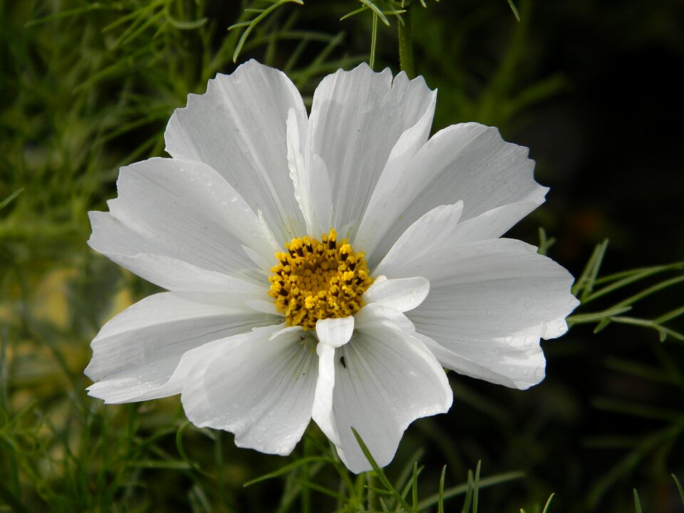 Blooming garden nature