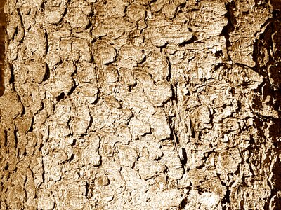Close up nature plant