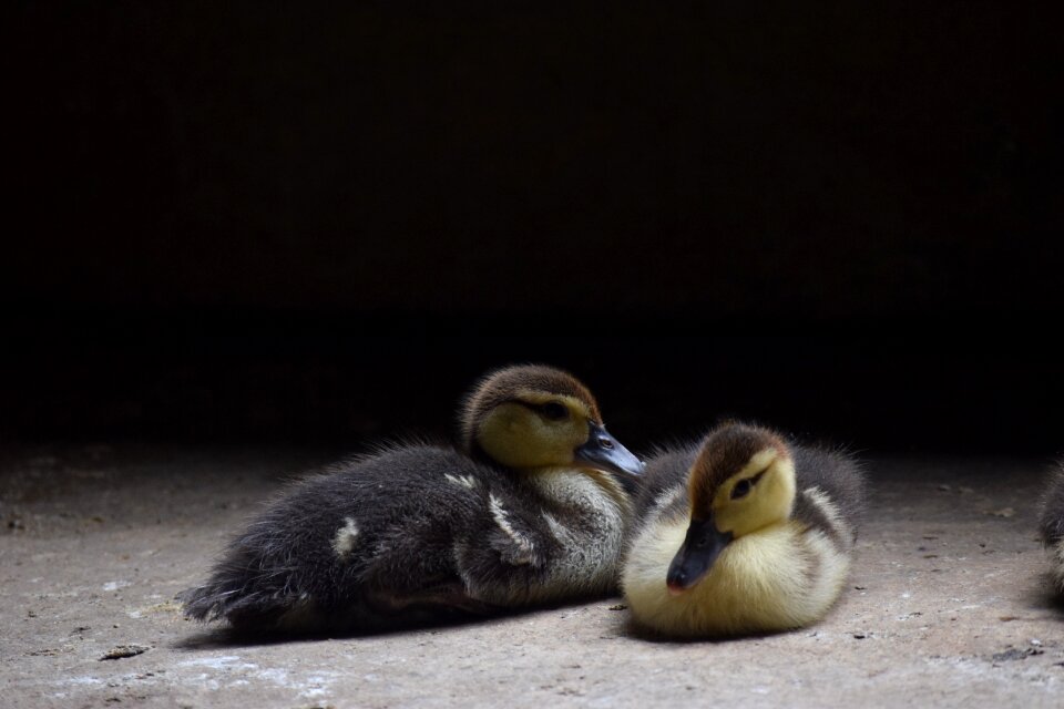 Animal wait for you duck