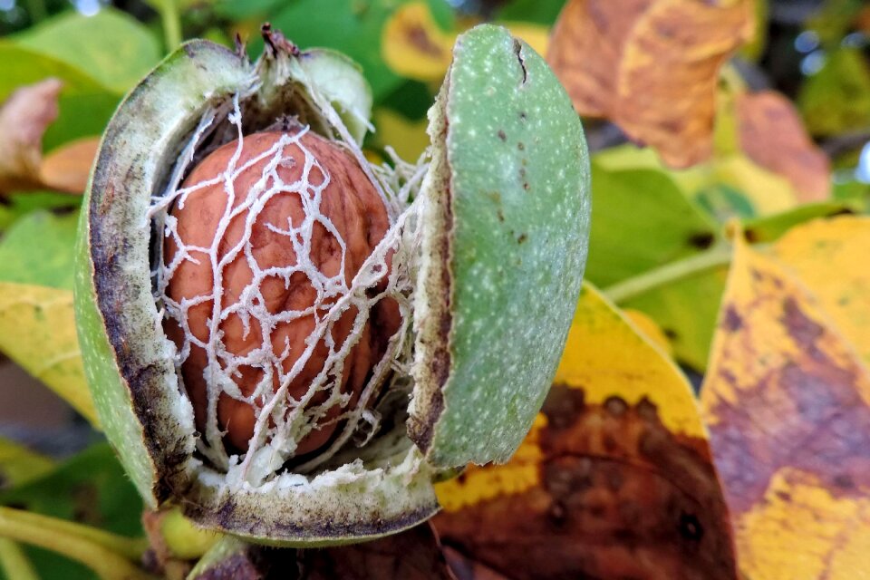 Healthy brown shell