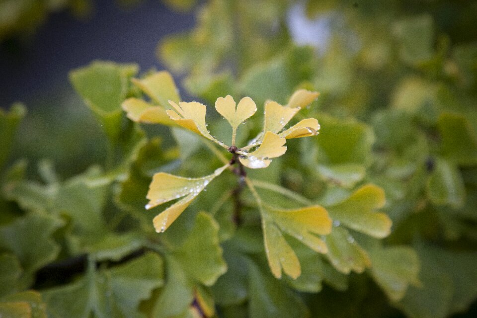 Heart shaped leaves autumn photo