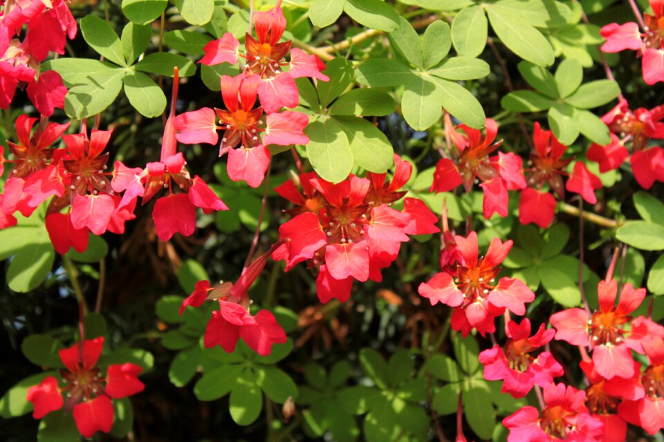 Nature park climbing plant