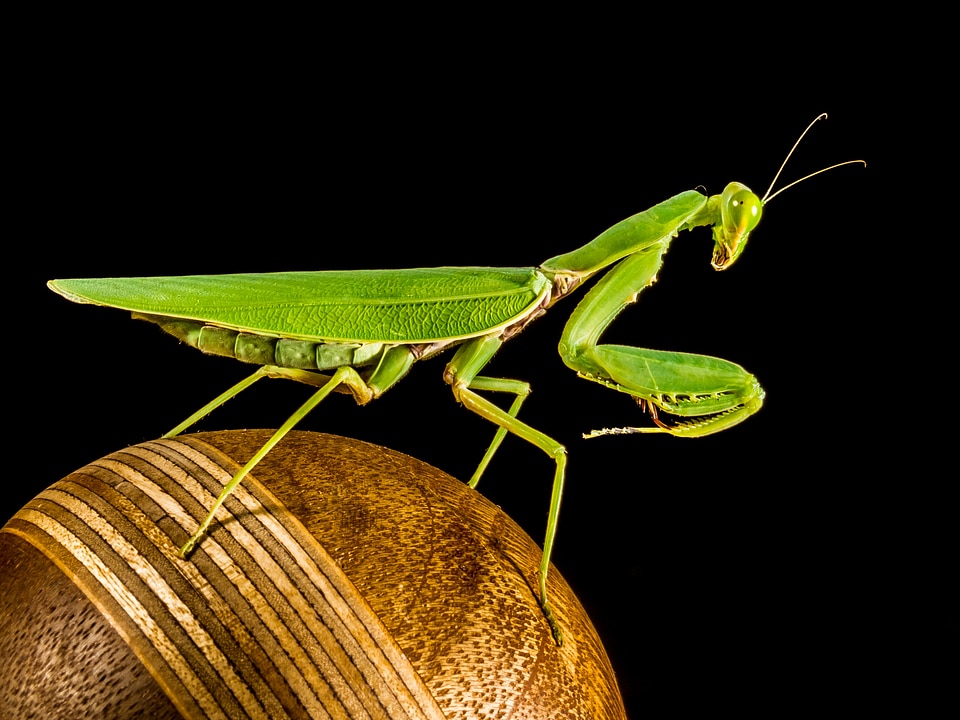 Fishing locust green close up