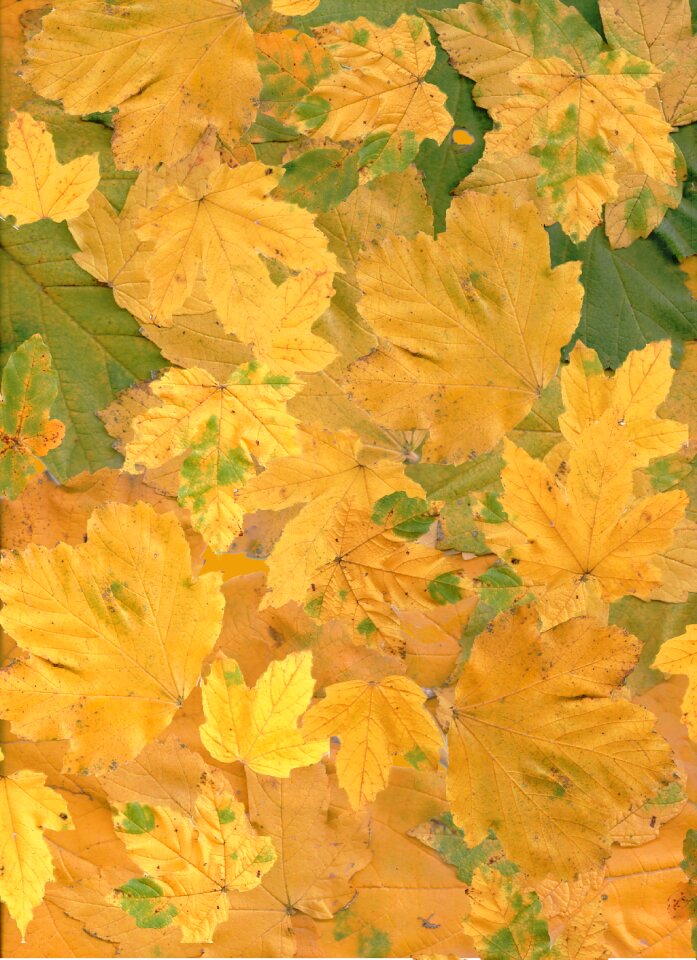 Maple background orange leaf